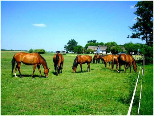 Bed & Breakfast Kuns�gi Major
