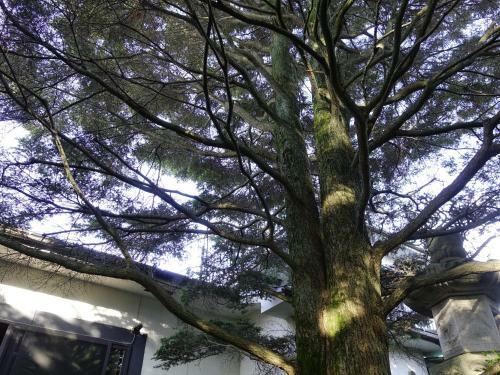 Apartamentos Oimatsuen