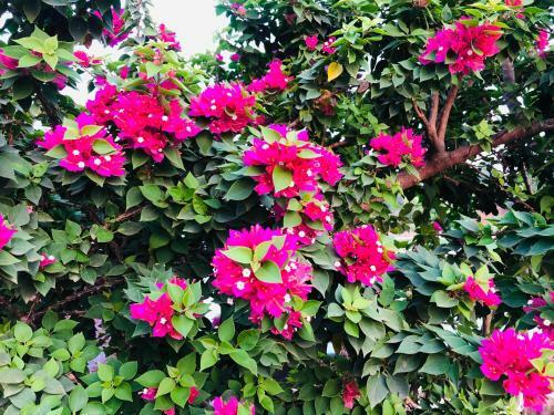 Villa Royal Meadows - Igatpuri Bungalow A