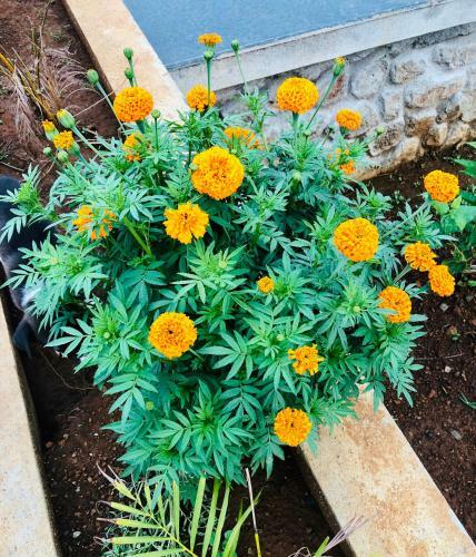 Villa Royal Meadows - Igatpuri Bungalow A