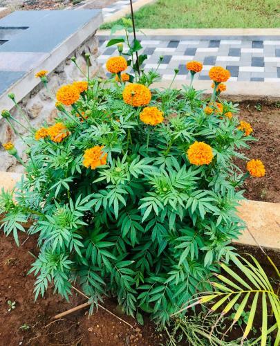 Villa Royal Meadows - Igatpuri Bungalow A