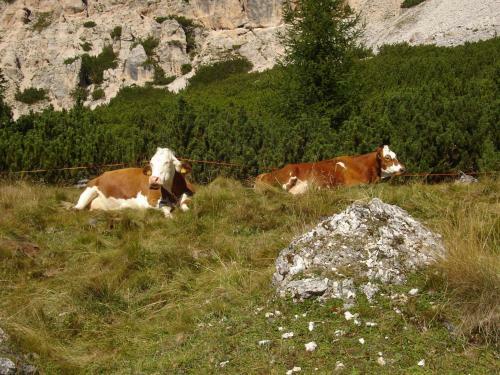 Agroturismo Agriturismo Tolpei