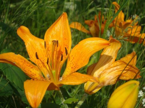 Bed & Breakfast Barba Bertu