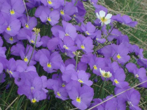 Bed & Breakfast Barba Bertu