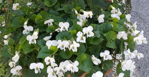 Bed & Breakfast Barba Bertu