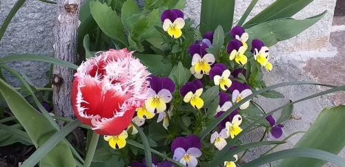 Bed & Breakfast Barba Bertu