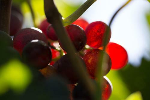 Agroturismo I Dolci Grappoli