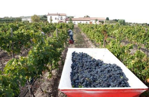 Agroturismo I Dolci Grappoli