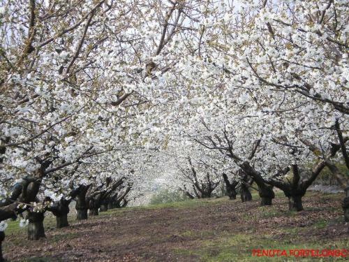 Agroturismo Tenuta Fortelongo