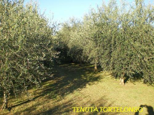 Agroturismo Tenuta Fortelongo