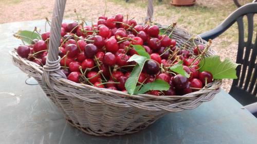 Hostal Podere Ficareto Farm