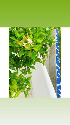 Bed & Breakfast Suites Edivino Design Capri