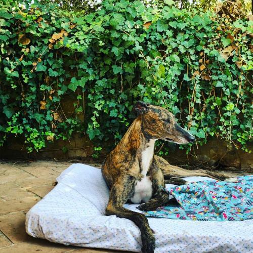 La Casa D'ambra Bed And Breakfast