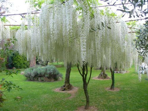 Agroturismo Gli Olivi