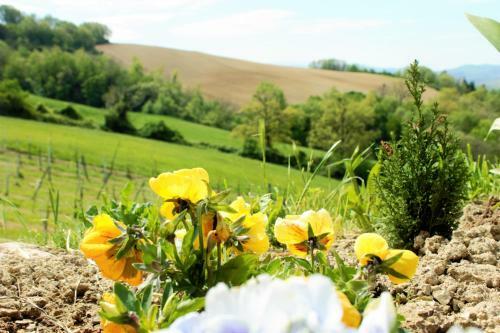 Agroturismo Agriturismo Il Podere