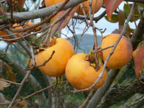 Agroturismo La Fortezza Alta