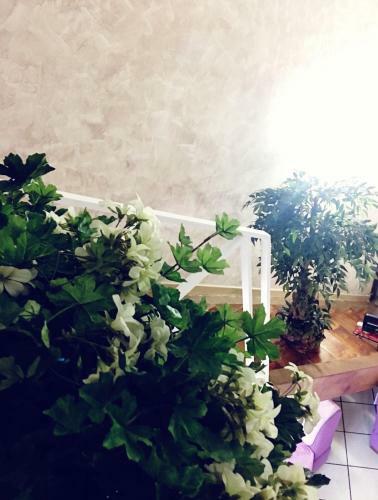 Apartamento Suite Orchidea By Dimorra