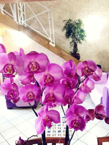 Apartamento Suite Orchidea By Dimorra