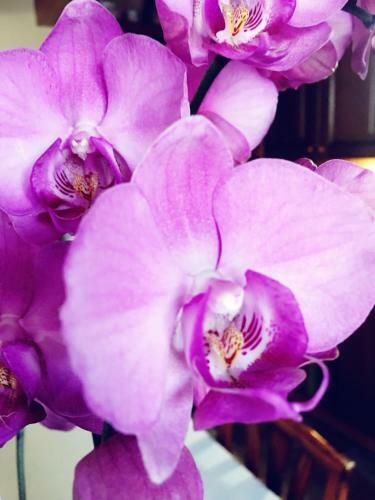 Apartamento Suite Orchidea By Dimorra