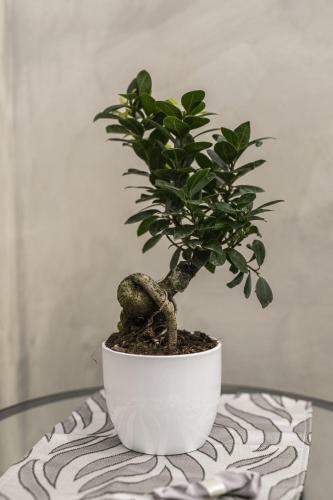 Apartamento La Terrazza Del Corso