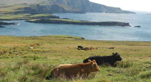 Glor Na Farriage Holiday Homes