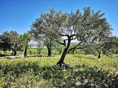 Agroturismo Mennuli&alivi - Organic Farm