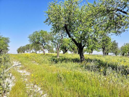 Agroturismo Mennuli&alivi - Organic Farm