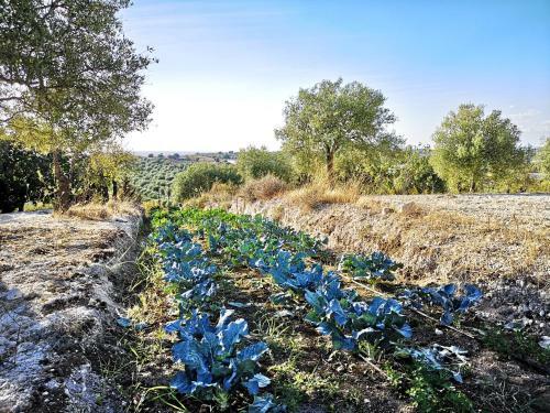Agroturismo Mennuli&alivi - Organic Farm