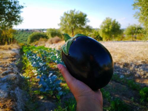 Agroturismo Mennuli&alivi - Organic Farm