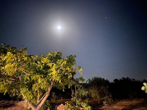 Agroturismo Mennuli&alivi - Organic Farm