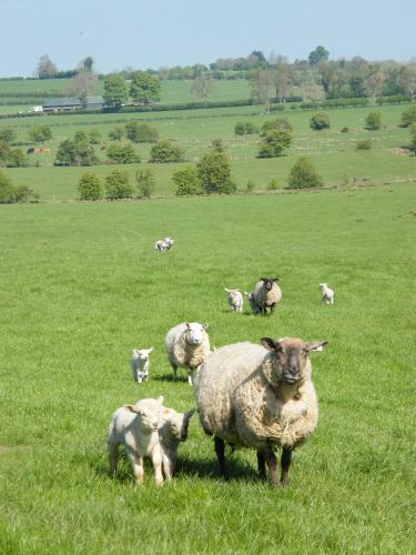 Bed & Breakfast Riverfield Farmhouse