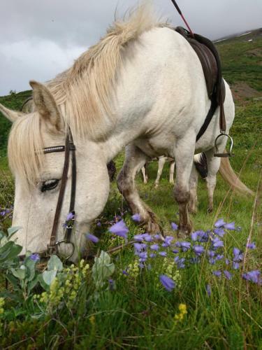 Stora Sandfell Rooms And Cottages