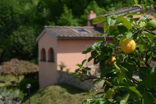Agroturismo Poggio Degli Ulivi