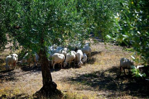 Agroturismo Le Querce Di Cota