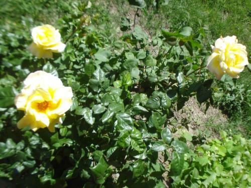 Casa Tea Bed And Breakfast & Esmeralda Home Restaurant