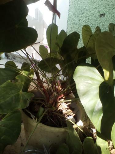 Apartamento Garden Family Getaway