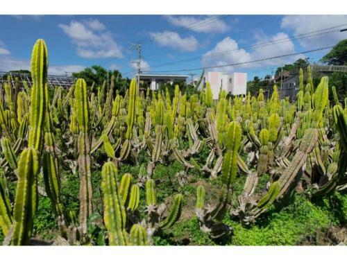 Hotel Pescatore Okinawa - Vacation Stay 20880v