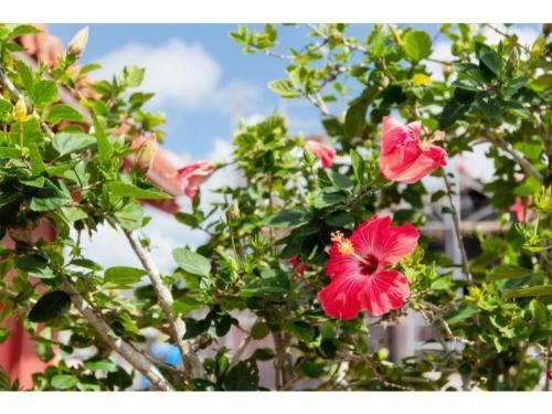 Hotel Pescatore Okinawa - Vacation Stay 20874v