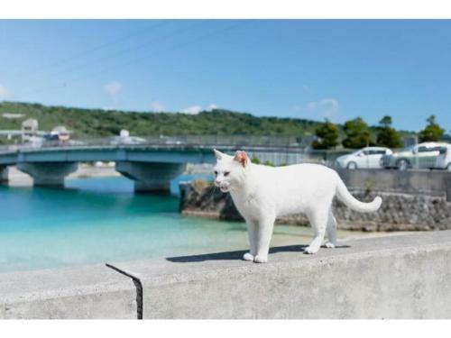 Hotel Pescatore Okinawa - Vacation Stay 20874v