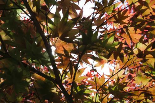 Hostal Guesthouse Masukichi