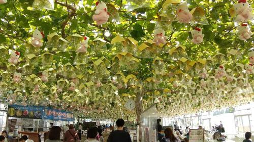 Hostal Guest House Mulberry - Vacation Stay 9580