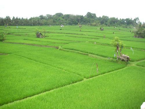 Green Field Hotel And Restaurant