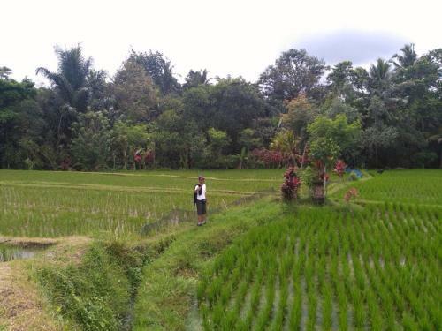 Hostal Bali Asli Lodge By Eps