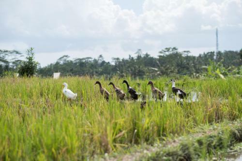Hostal Bliss Ubud Spa & Bungalow