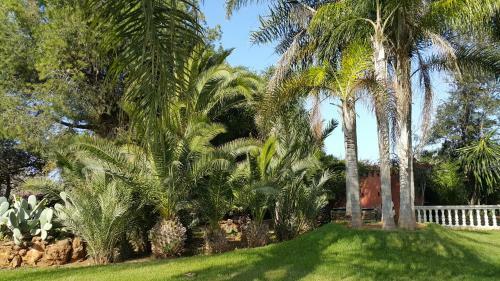 Palmeraie