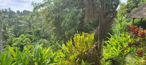 Hostal Rumah Sungai Villa