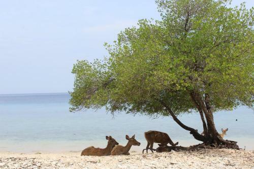 Hotel Shorea Beach Resort
