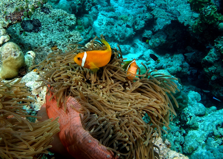 Hostal Plumeria Maldives