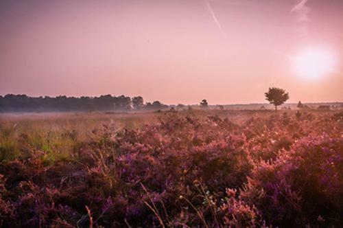 Apartamento 18 Persoons Veluwe Villa
