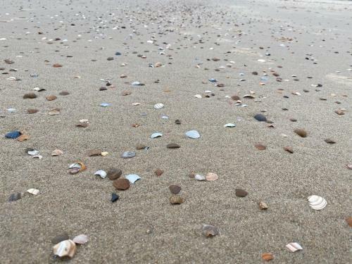 Borne 56a, Zoutelande